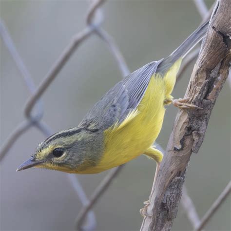 sawi bird|Had Sai Ri Sawi Rare Bird Alert .